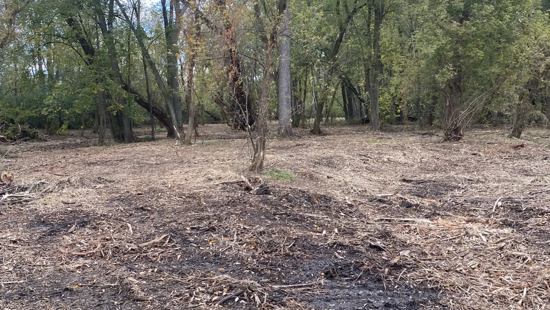 Residential Brush Clearing Success in Paris, WI